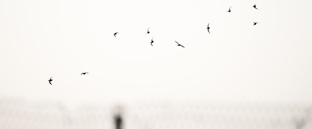 Birds fly above a prison fence against a grey sky.